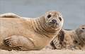 Grey Seal (Halichoerus grypus)_Matt Clarke